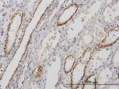 Immunohistochemistry-Paraffin: Paralemmin Antibody (7C5) [H00005064-M09]