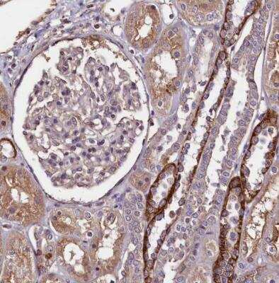Immunohistochemistry-Paraffin: Paralemmin Antibody [NBP1-87770]
