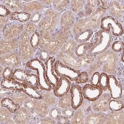 Immunohistochemistry-Paraffin: Paralemmin Antibody [NBP2-48940]