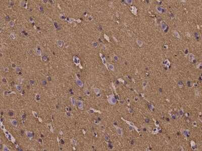 Immunohistochemistry-Paraffin: Paralemmin Antibody [NBP2-97246]