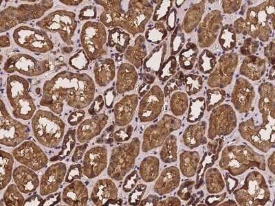 Immunohistochemistry-Paraffin: Paralemmin Antibody [NBP2-97246]