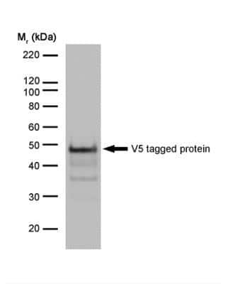 Western Blot: Paramyxovirus SV5 Pk Antibody (SV5-Pk1)BSA Free [NB100-62264]