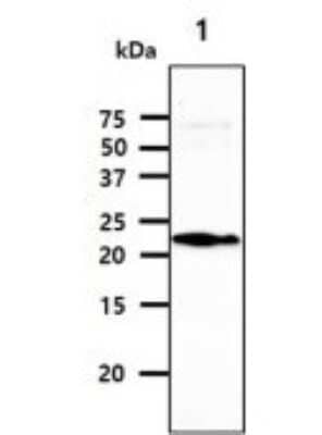 Western Blot: Park7/DJ-1 Antibody (1E12)BSA Free [NBP2-59407]