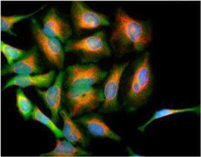 Immunocytochemistry/ Immunofluorescence: Park7/DJ-1 Antibody (4H4) [NBP1-92715]