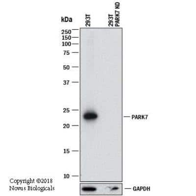 Knockout Validated: Park7/DJ-1 Antibody (4H4) [NBP1-92715]