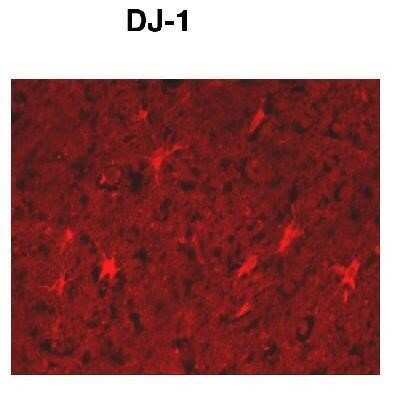 Immunohistochemistry-Paraffin: Park7/DJ-1 Antibody [NB300-270]
