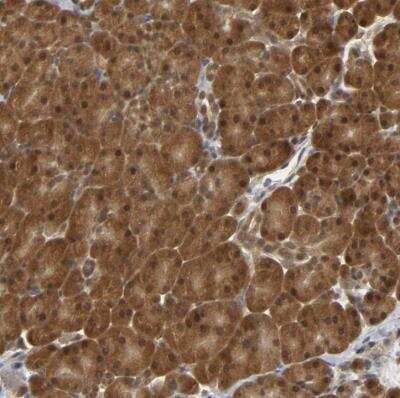 Immunohistochemistry-Paraffin: Park7/DJ-1 Antibody [NBP2-54654]