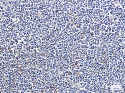 Immunohistochemistry-Paraffin: Park7/DJ-1 Antibody (S04-6H5) [NBP3-20087]