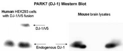 Western Blot: Park7/DJ-1 Antibody [NB300-270]