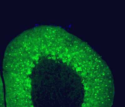 Immunocytochemistry/ Immunofluorescence: Parvalbumin Antibody (3C9) [NBP2-50038]