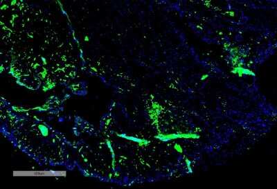 Immunohistochemistry: Parvalbumin Antibody (C12) [NBP2-79824]