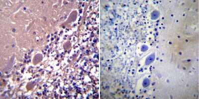 Immunohistochemistry-Paraffin: Parvalbumin Antibody - BSA Free [NB120-11427]