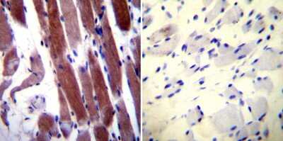 Immunohistochemistry-Paraffin: Parvalbumin Antibody - BSA Free [NB120-11427]