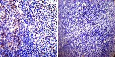 Immunohistochemistry-Paraffin: Parvalbumin Antibody - BSA Free [NB120-11427]