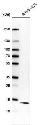 Western Blot: Parvalbumin Antibody [NBP2-33529]