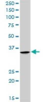 Western Blot: Parvin gamma Antibody [H00064098-D01P]