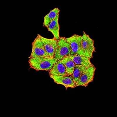 Immunocytochemistry/ Immunofluorescence: Parvovirus VP2 Antibody (4E5A4) - BSA Free [NBP2-61902]