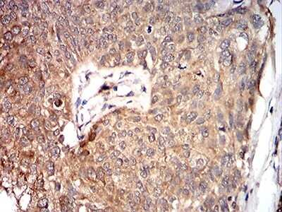 Immunohistochemistry-Paraffin: Parvovirus VP2 Antibody (4E5A4) - BSA Free [NBP2-61902]