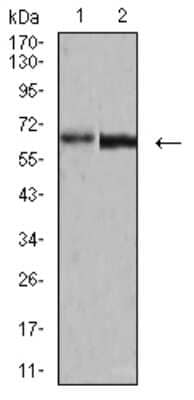 Western Blot: Parvovirus VP2 Antibody (4E5A4)BSA Free [NBP2-61902]