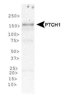 Western Blot: Patched 1/PTCH AntibodyBSA Free [NBP1-71662]