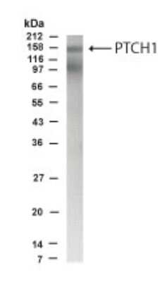 Western Blot: Patched AntibodyBSA Free [NBP2-23623]