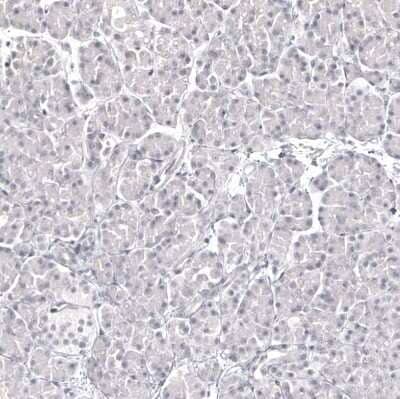 Immunohistochemistry-Paraffin: Pax2 Antibody (CL9469) [NBP2-88934]