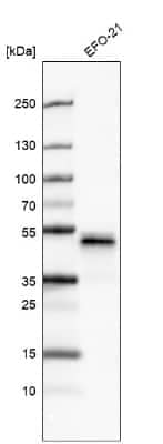 Western Blot: Pax2 Antibody (CL9469) [NBP2-88934]