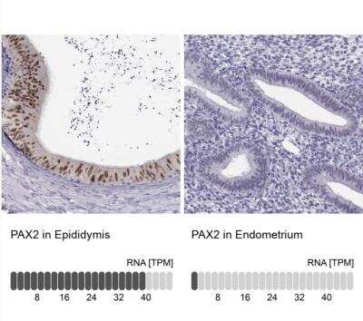 Immunohistochemistry-Paraffin: Pax2 Antibody [NBP2-33496]