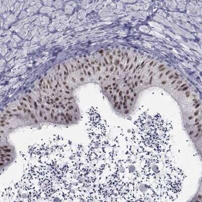 Immunohistochemistry-Paraffin: Pax2 Antibody [NBP2-57700]