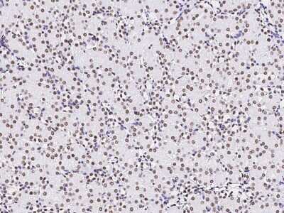 Immunohistochemistry-Paraffin: Pax2 Antibody [NBP2-99012]
