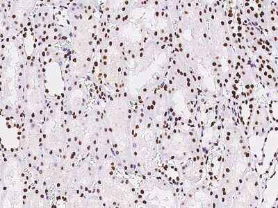Immunohistochemistry-Paraffin: Pax2 Antibody [NBP2-99013]