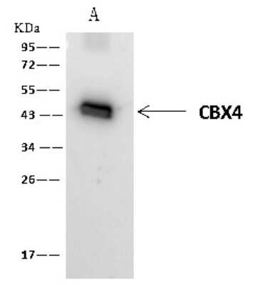 Immunoprecipitation: Pax2 Antibody [NBP2-99013]