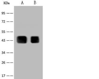 Western Blot: Pax2 Antibody [NBP2-99013]