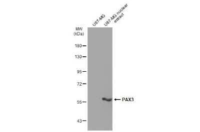 Western Blot: Pax3 Antibody (GT1210) [NBP3-13613]