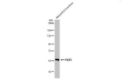 Western Blot: Pax3 Antibody (HL160) [NBP3-13661]