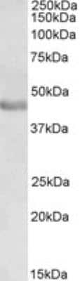 Western Blot: Pax3 Antibody [NB100-1420]