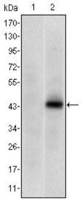 Western Blot: Pax4 Antibody (3C12)BSA Free [NBP2-37644]