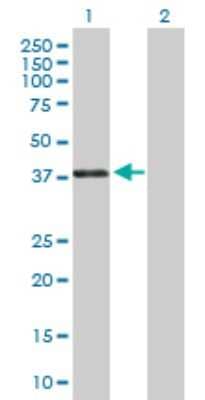 Western Blot: Pax4 Antibody [H00005078-D01P]