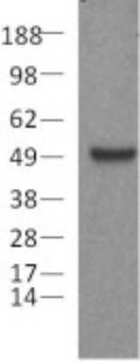 Western Blot: Pax5/BSAP Antibody (1H9)BSA Free [NBP2-00258]