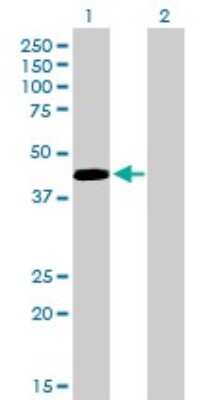 Western Blot: Pax5/BSAP Antibody (8F9) [H00005079-M01]