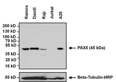 Western Blot: Pax5/BSAP Antibody [NBP2-29905]