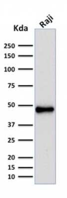 Western Blot: Pax5/BSAP Antibody (rPAX5/2060)Azide and BSA Free [NBP3-08874]