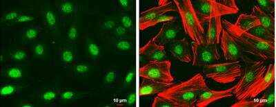 Immunocytochemistry/ Immunofluorescence: Pax6 Antibody [NBP2-19711]
