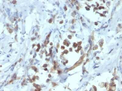 Immunohistochemistry-Paraffin: Pax6 Antibody (PAX6/1166) - Azide and BSA Free [NBP2-47915]