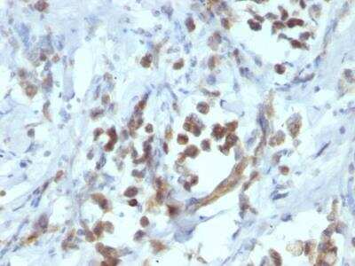 Immunohistochemistry-Paraffin: Pax6 Antibody (PAX6/1166) - IHC-Prediluted [NBP2-48246]