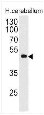 Western Blot: Pax6 Antibody (PAX6/498)Azide and BSA Free [NBP2-34705]