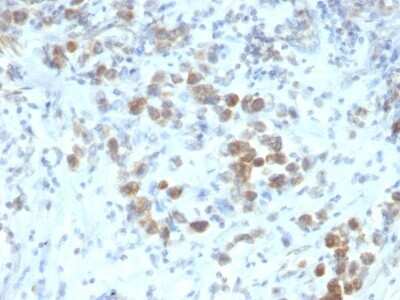 Immunohistochemistry-Paraffin: Pax6 Antibody (SPM612) [NBP2-44577]