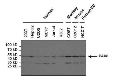 Western Blot: Pax6 Antibody [NB300-750]