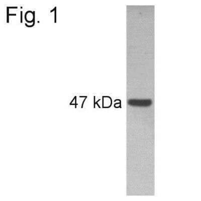 Western Blot: Pax6 Antibody [NB300-750]