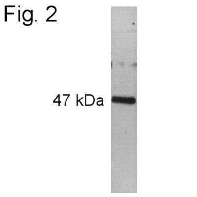 Western Blot: Pax6 Antibody [NB300-750]